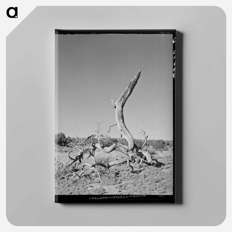 アートパネル-Twisted Tree, Pie Town
 - ラッセル リー Canvas.