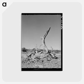アートポストカード-Twisted Tree, Pie Town
 - ラッセル リー Postcard.
