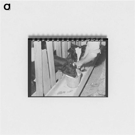 アートメモ帳-Giving the Calves Fresh Milk
 - ラッセル リー Memo.