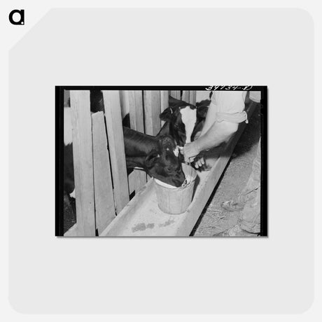 アートポストカード-Giving the Calves Fresh Milk
 - ラッセル リー Postcard.