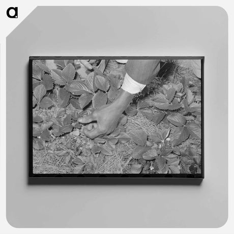 アートパネル-Strawberry Picking Near Ponchatoula
 - ラッセル リー Canvas.