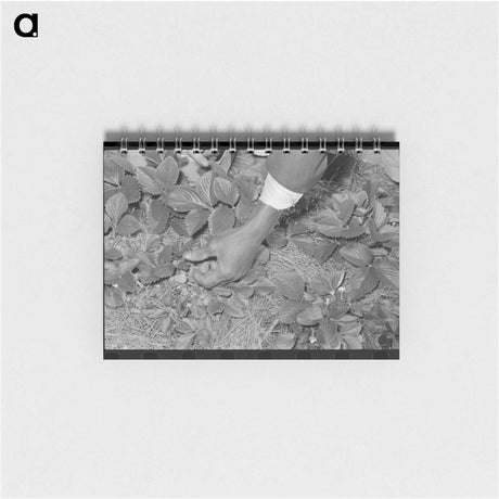 アートメモ帳-Strawberry Picking Near Ponchatoula
 - ラッセル リー Memo.