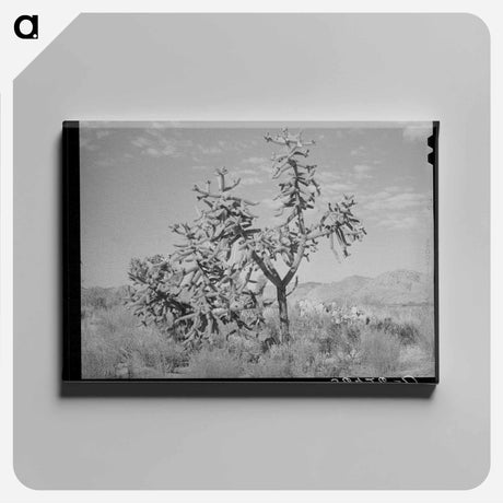 アートパネル-Cactus in Graham County
 - ラッセル リー Canvas.