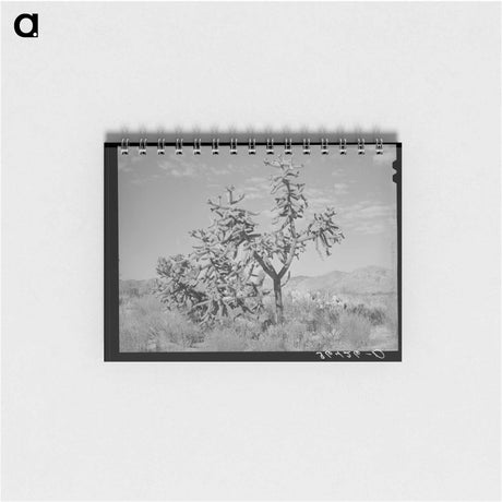 アートメモ帳-Cactus in Graham County
 - ラッセル リー Memo.