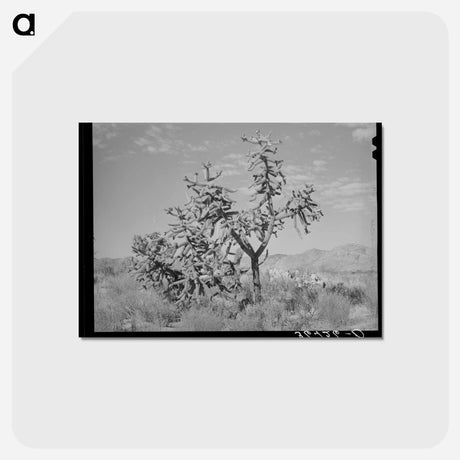 アートポストカード-Cactus in Graham County
 - ラッセル リー Postcard.
