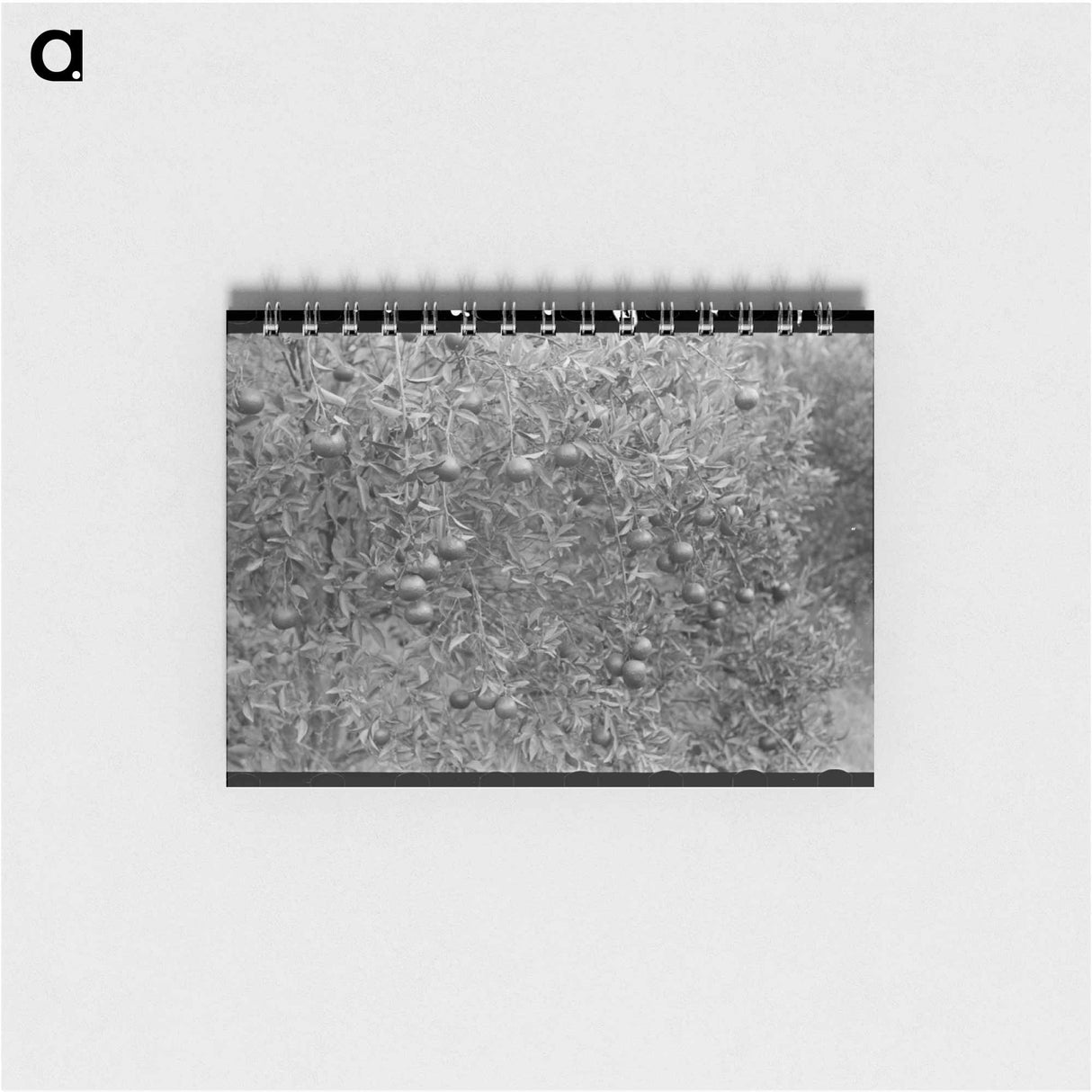 アートメモ帳-Oranges on Trees, Boothville, Louisiana
 - ラッセル リー Memo.