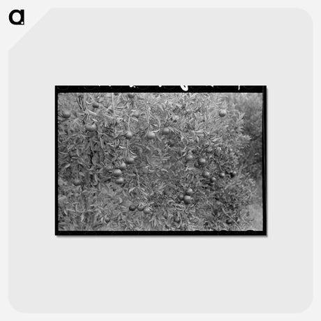 アートポストカード-Oranges on Trees, Boothville, Louisiana
 - ラッセル リー Postcard.