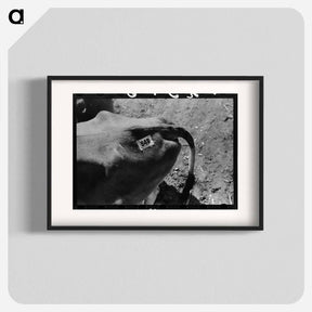 アートポスター-Cow Tag, San Angelo Stockyards
 - ラッセル リー Poster.