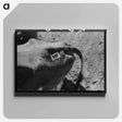 アートパネル-Cow Tag, San Angelo Stockyards
 - ラッセル リー Canvas.