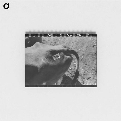 アートメモ帳-Cow Tag, San Angelo Stockyards
 - ラッセル リー Memo.