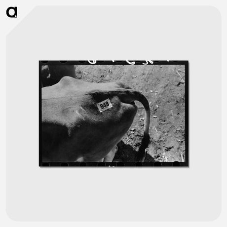 アートポストカード-Cow Tag, San Angelo Stockyards
 - ラッセル リー Postcard.