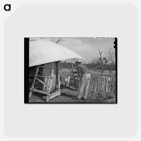 アートポストカード-Kimble County Goats
 - ラッセル リー Postcard.
