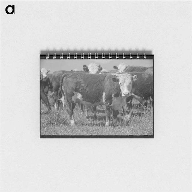 アートメモ帳-Yearlings, Cruzen Ranch, Valley County, Idaho
 - ラッセル リー Memo.