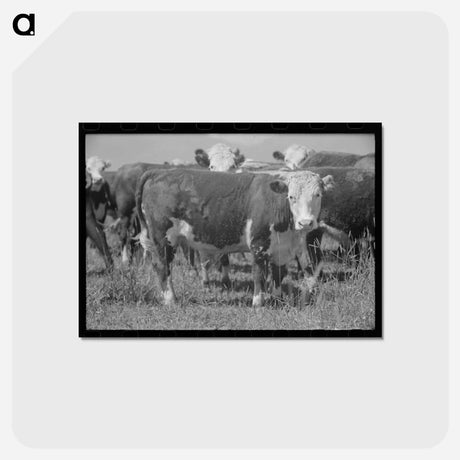 アートポストカード-Yearlings, Cruzen Ranch, Valley County, Idaho
 - ラッセル リー Postcard.