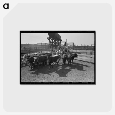 アートポストカード-Mexican Cattle Drive
 - ラッセル リー Postcard.