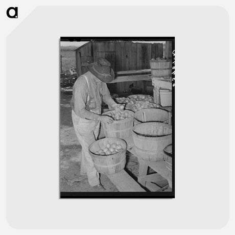 アートポストカード-Tenant Farmer, Muskogee
 - ラッセル リー Postcard.