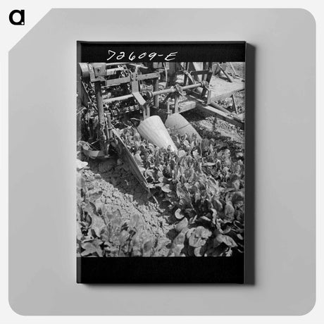 アートパネル-Spinach Harvester
 - ラッセル リー Canvas.