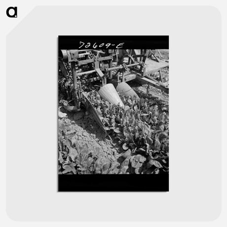 アートポストカード-Spinach Harvester
 - ラッセル リー Postcard.