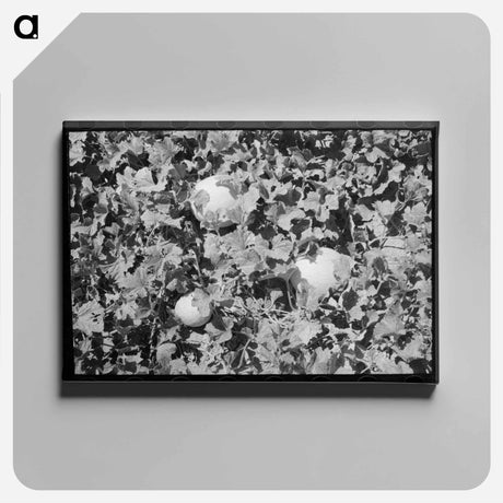 アートパネル-Honeydew Melons
 - ラッセル リー Canvas.