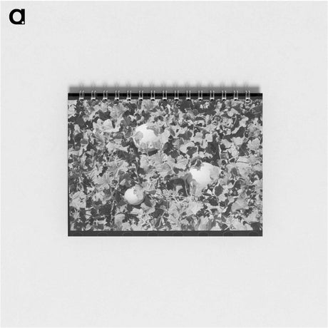 アートメモ帳-Honeydew Melons
 - ラッセル リー Memo.