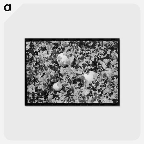 アートポストカード-Honeydew Melons
 - ラッセル リー Postcard.