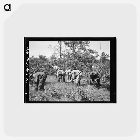 アートポストカード-Tree Planting
 - ラッセル リー Postcard.