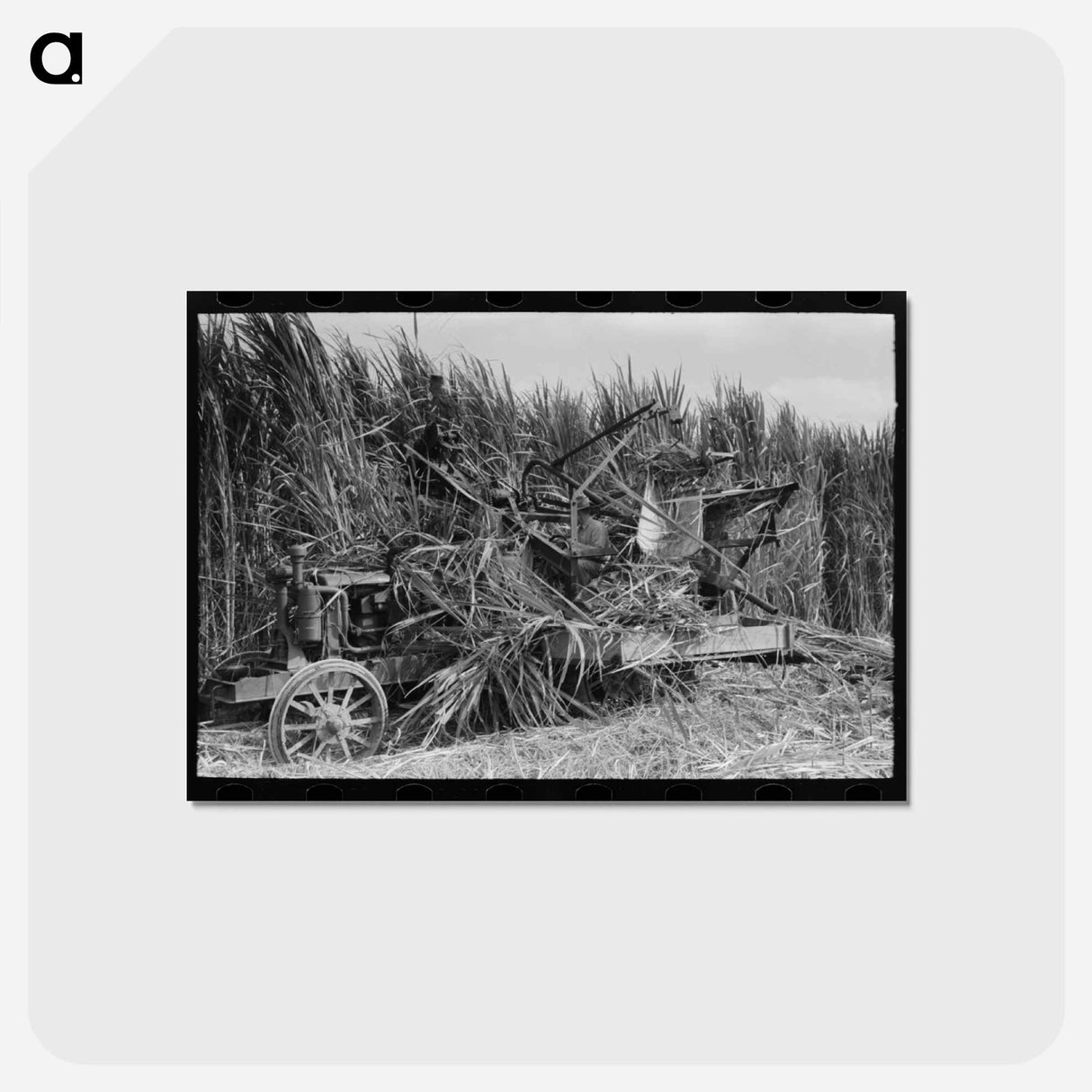 アートポストカード-Mechanical Sugarcane Harvester
 - ラッセル リー Postcard.