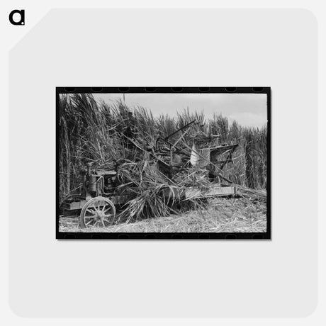 アートポストカード-Mechanical Sugarcane Harvester
 - ラッセル リー Postcard.