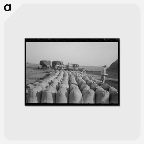 アートポストカード-Rice Loading, Crowley, Louisiana
 - ラッセル リー Postcard.
