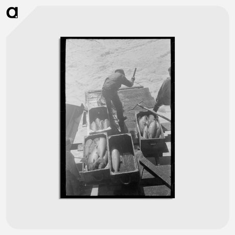 アートポストカード-Indian Fishing for Salmon, Celilo Falls
 - ラッセル リー Postcard.