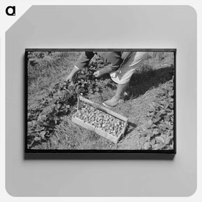 アートパネル-Picking Strawberries near Hammond, Louisiana
 - ラッセル リー Canvas.