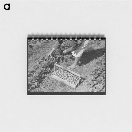 アートメモ帳-Picking Strawberries near Hammond, Louisiana
 - ラッセル リー Memo.