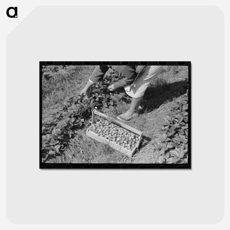 アートポストカード-Picking Strawberries near Hammond, Louisiana
 - ラッセル リー Postcard.