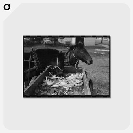 アートポストカード-Mules and Farmer in Eufaula
 - ラッセル リー Postcard.