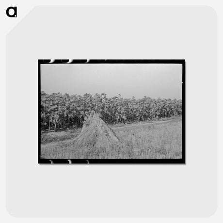 アートポストカード-Southeast Missouri Farms
 - ラッセル リー Postcard.