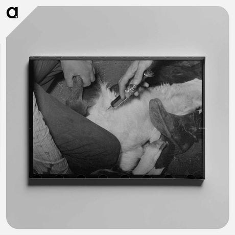 アートパネル-Inoculating a Calf at Roundup
 - ラッセル リー Canvas.