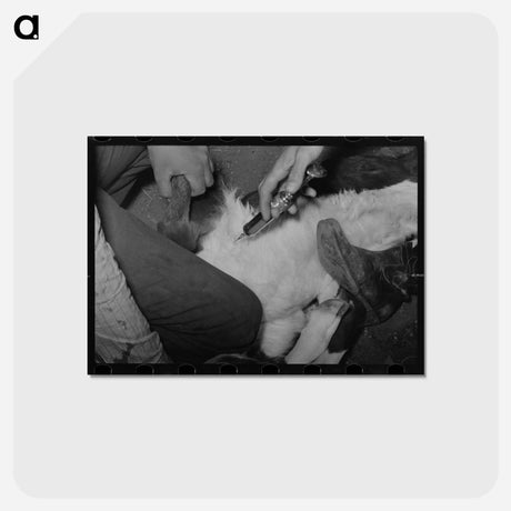 アートポストカード-Inoculating a Calf at Roundup
 - ラッセル リー Postcard.