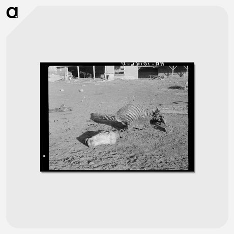 アートポストカード-Horse Skeleton, Anthon, Iowa
 - ラッセル リー Postcard.