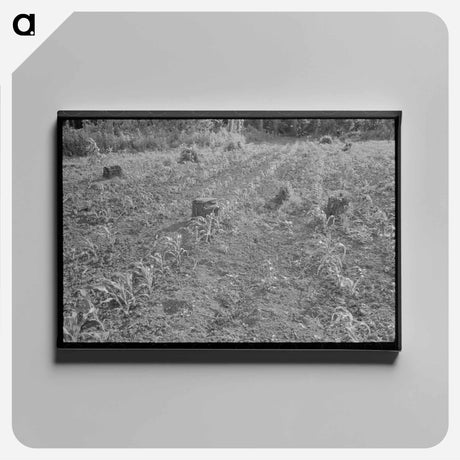 アートパネル-Corn on Freshly Cut-Over Land
 - ラッセル リー Canvas.