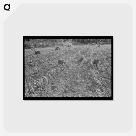 アートポストカード-Corn on Freshly Cut-Over Land
 - ラッセル リー Postcard.