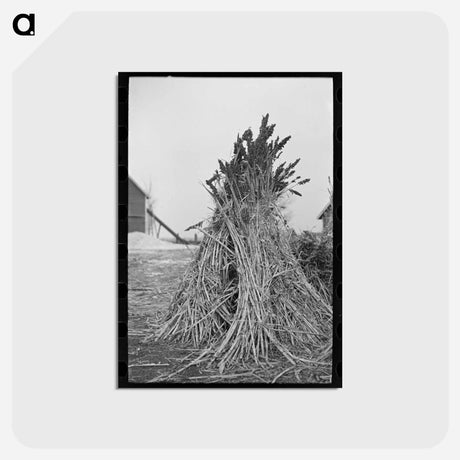 アートポストカード-Sugarcane Fodder, Emmet County
 - ラッセル リー Postcard.