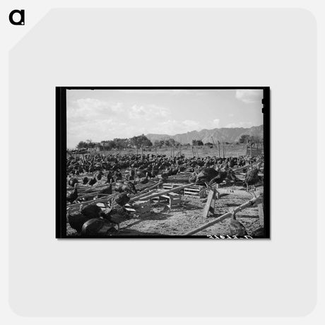 アートポストカード-Ivins Turkeys
 - ラッセル リー Postcard.