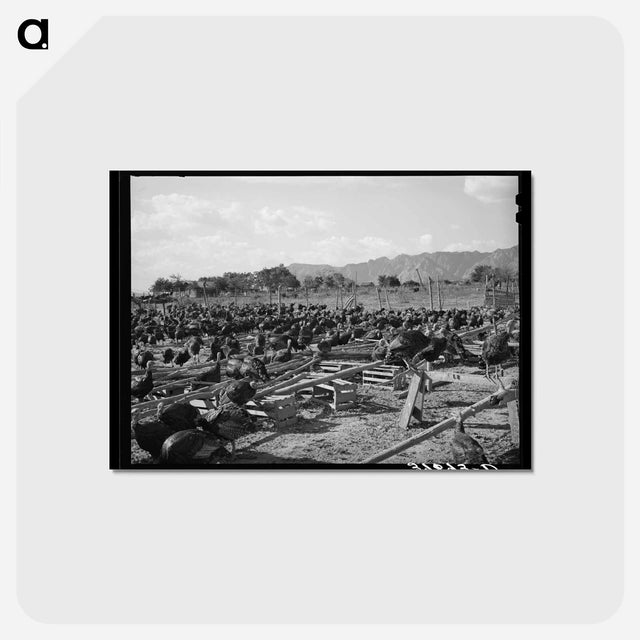 アートポストカード-Ivins Turkeys
 - ラッセル リー Postcard.