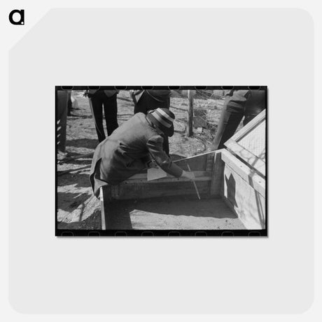 アートポストカード-Pruning Demonstration
 - ラッセル リー Postcard.
