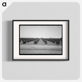 アートポスター-Citrus Orchard, Maricopa County
 - ラッセル リー Poster.