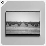 アートパネル-Citrus Orchard, Maricopa County
 - ラッセル リー Canvas.