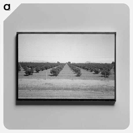 アートパネル-Citrus Orchard, Maricopa County
 - ラッセル リー Canvas.