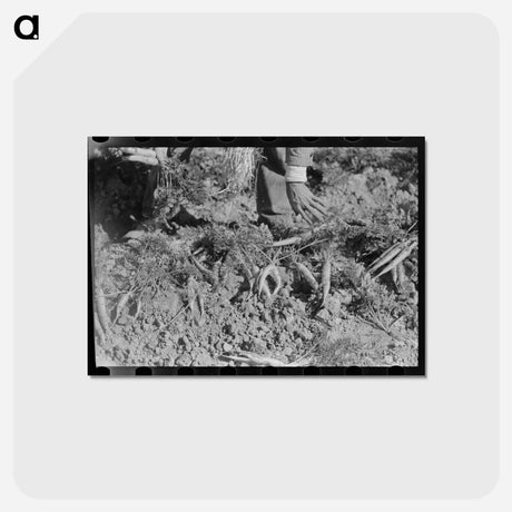 アートポストカード-Freak Carrots
 - ラッセル リー Postcard.