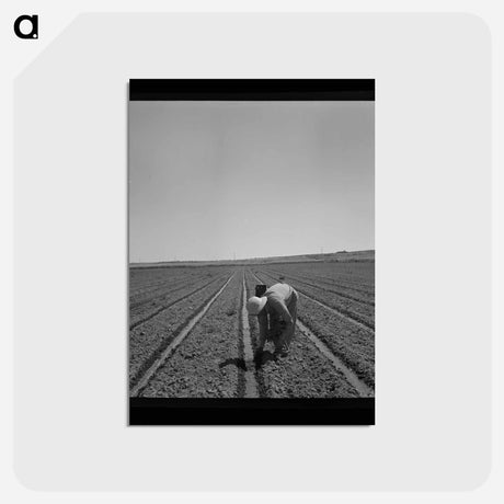 アートポストカード-Transplanting Celery
 - ラッセル リー Postcard.