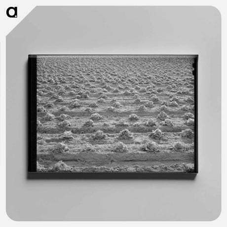 アートパネル-Lettuce Rotting
 - ラッセル リー Canvas.